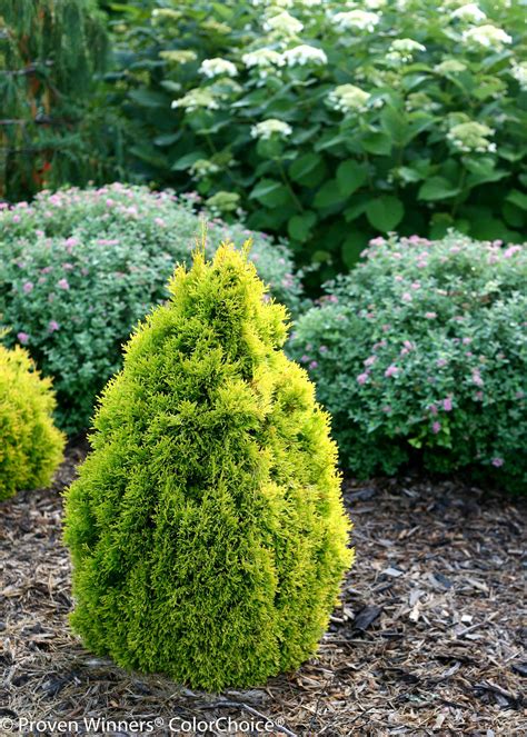 Achieving Year-Round Color with Filups Magic Moment Arborvitae